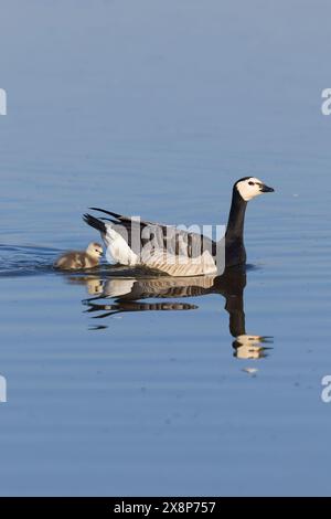 Barnacle Goose Branta leucopsis, nuoto per adulti e gosling, Minsmere RSPB Reserve, Suffolk, Inghilterra, maggio Foto Stock