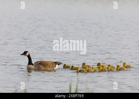 Canada Goose Branta canadensis, adulti e 13 goslings nuotare, Minsmere RSPB Reserve, Suffolk, Inghilterra, maggio Foto Stock