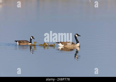 Canada Goose Branta canadensis, 2 adulti e 4 goslings che nuotano, Minsmere RSPB Reserve, Suffolk, Inghilterra, maggio Foto Stock