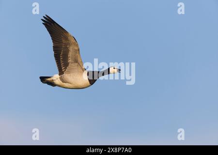 Barnacle Goose Branta leucopsis, adulto che chiama in volo, Minsmere RSPB Reserve, Suffolk, Inghilterra, maggio Foto Stock