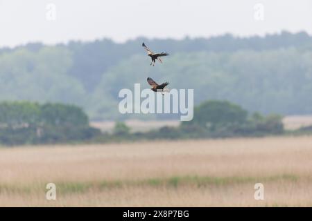 Marsh harrier Circus aeruginosus, volo in coppia per adulti, Minsmere RSPB Reserve, Suffolk, Inghilterra, maggio Foto Stock