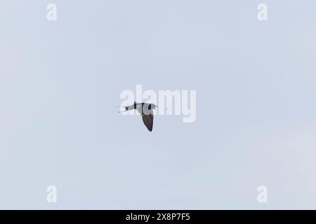 Barn Swallow Hirundo rustica, adulto in procinto di prendere con gru in volo, Suffolk, Inghilterra, maggio Foto Stock