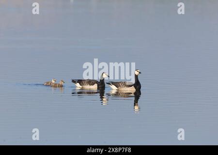 Barnacle Goose Branta leucopsis, 2 adulti e 2 goslings nuoto, Minsmere RSPB Reserve, Suffolk, Inghilterra, maggio Foto Stock