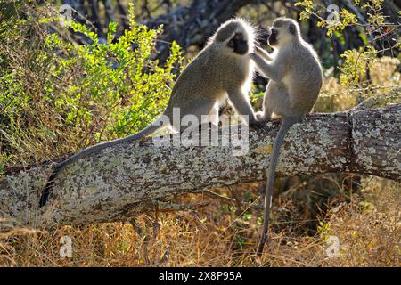 Un paio di scimmie vervet retroilluminate (Cercopithecus aethiops) sedute su un albero, Sud Africa Foto Stock