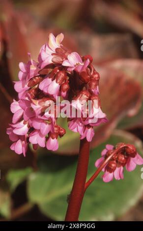 BERGENIA CORDIFOLIA "SUNNINGDALE" COMUNEMENTE NOTA COME ORECCHIE DI ELEFANTE DI SAXIFRAGE CON ORECCHIE DI ELEFANTE Foto Stock