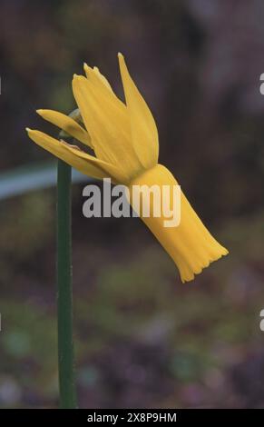 "NARCISSUS CYCLAMINEUS" IL DAFFODIL A FIORE CICLAMINO. Foto Stock