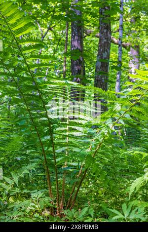 Felce verde lussureggiante in un bosco in estate Foto Stock