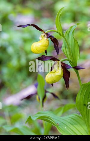 L'orchidea delle pantofole da donna fiorisce d'estate Foto Stock