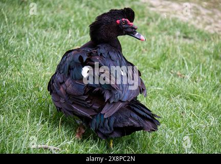 Un'anatra moscovita, Cairina Moschata, nel parco cittadino. Bologna, Italia. Foto Stock