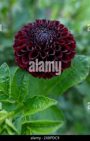 Jowey Mirella dahlia fiore. Splendida varietà di palle Bordeaux scuro dahlia da vicino. Foto Stock