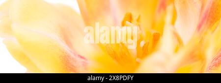 Striscione floreale. Foto macro dell'interno di un tulipano giallo. Primo piano su un tulipano estremo. Foto Stock