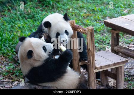Due panda giganti suonano allo zoo di Chongqing a Chongqing, in Cina, il 26 maggio 2024. (Foto di Costfoto/NurPhoto) Foto Stock
