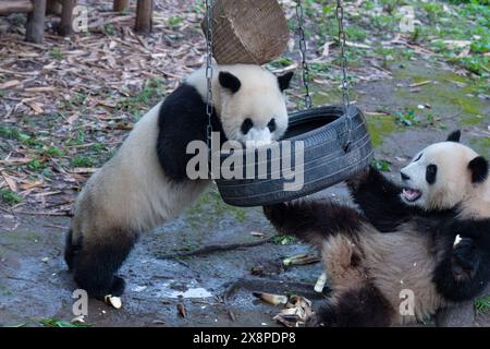 Due panda giganti suonano allo zoo di Chongqing a Chongqing, in Cina, il 26 maggio 2024. (Foto di Costfoto/NurPhoto) Foto Stock