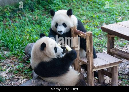 Due panda giganti suonano allo zoo di Chongqing a Chongqing, in Cina, il 26 maggio 2024. (Foto di Costfoto/NurPhoto) Foto Stock