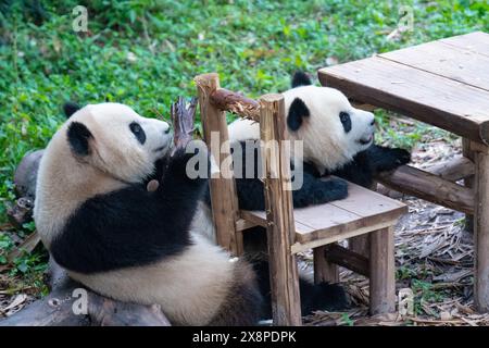 Due panda giganti suonano allo zoo di Chongqing a Chongqing, in Cina, il 26 maggio 2024. (Foto di Costfoto/NurPhoto) Foto Stock