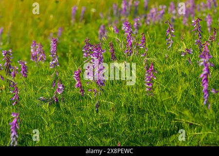 Vetch, vicia cracca preziosa pianta di miele, foraggio, e pianta medicinale. Fragile sfondo viola fiori. Woolly o Fodder vetch fiorisce in primavera gar Foto Stock