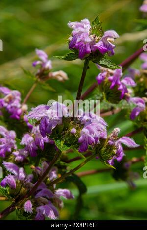 Phlomis Phlomoides tuberosa fiori selvatici su sfondo verde chiaro. Steli rossi scuri con fiorli architettonici di fiori rosa lilla e pelosi rughe Foto Stock