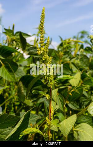 Amaranto verde Amaranthus hybridus in fiore. Pianta della famiglia delle Amaranthaceae che cresce come erba invasiva. Foto Stock