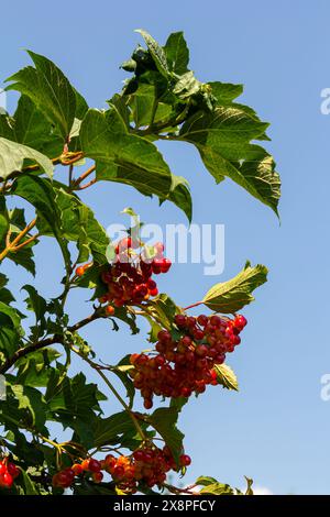 Primo piano degli splendidi frutti rossi del viburnum vulgaris. Guelder ha rosa le bacche di viburnum opulus e le foglie in estate all'aperto. Bacche di viburnum rosse accese Foto Stock