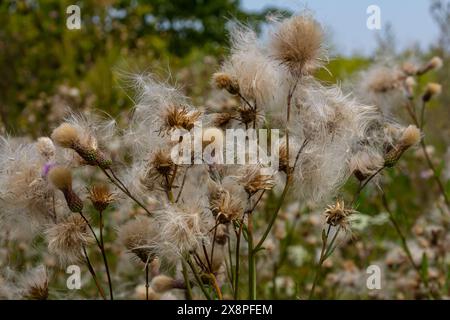 Il Cirsium arvense è una specie di piante perenni della famiglia dei cardi dell'astro. Piante autunnali con semi. Piante medicinali. Foto Stock