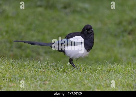 Stare in piedi sull'erba e' un magpie, Pica pica. È in piedi lateralmente con la testa rivolta verso la fotocamera. C'è spazio per il testo intorno ad esso. Foto Stock