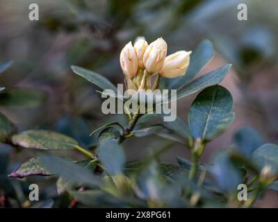 Rhododendron germogliano nella valle del Rhododendron ad Abackarna, il parco cittadino lungo il fiume Motala a Norrkoping, Svezia Foto Stock