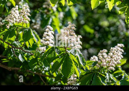 Primo piano di un castagno fiorito in un tranquillo pomeriggio primaverile nel maggio 2024 nel parco cittadino Folkparken di Norrköping, Svezia Foto Stock