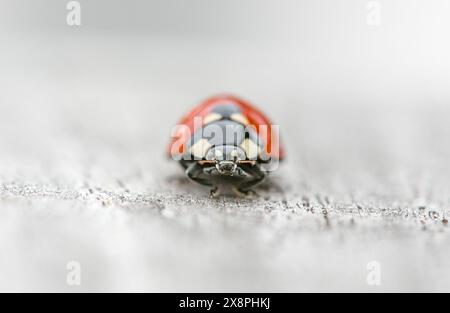 Coccinello, frontale, viso, primo piano, molto dettagliato su fondo grigio-bianco Foto Stock