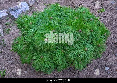 Paeonia tenuifolia. Un cespuglio di peonie a foglia fine con gemme in un letto da giardino, primo piano. Foto Stock