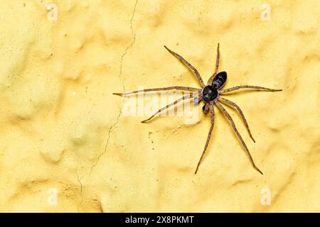 Un ragno marrone per tappeti erbosi Foto Stock