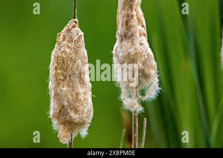 Canne nelle paludi e nelle paludi Foto Stock