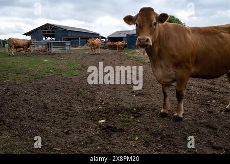 Vacche di Limousin in un pascolo con edifici agricoli sullo sfondo a Cotes-d Armor, Bretagna, Francia, il 21 luglio 2022. Adeline, GAEC du Bois au be run Foto Stock