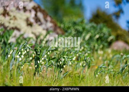 Sfondo Wildflower. Fiore del Polygonatum odoratum, noto come sigillo angolare dei Salomoni o sigillo profumato dei Salomoni. Fiori bianchi di sigillo di Solomon. Sele Foto Stock