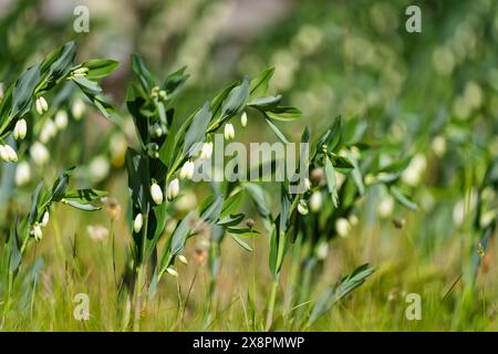 Sfondo Wildflower. Fiore del Polygonatum odoratum, noto come sigillo angolare dei Salomoni o sigillo profumato dei Salomoni. Fiori bianchi di sigillo di Solomon. Sele Foto Stock