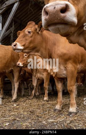 Gruppo di vacche in un fienile a Cotes-d Armor, in Bretagna, Francia, il 21 luglio 2022. Adeline, GAEC du Bois au Be gestisce un allevamento di carni bovine con molti bovini di Limousin, AN Foto Stock