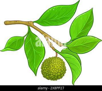Illustrazione dettagliata colorata del ramo Calodendrum Illustrazione Vettoriale