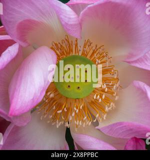 Vista dall'alto ravvicinata del cuore del fiore di loto rosa, noto anche come nelumbo nucifera, con pode di semina e dettagli staminali Foto Stock