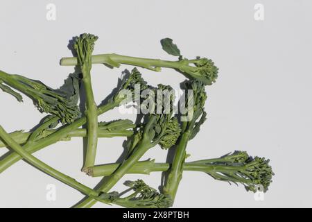 Bimi un nuovo tipo di verdure noto anche come broccoli per bambini, asparagi broccoli. Il gusto è molto buono tra broccoli e asparagi Foto Stock
