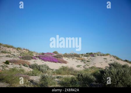 Sandune di Coachella e fiori selvatici alla luce del pomeriggio Foto Stock