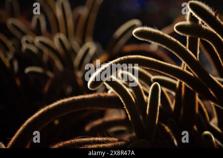 I tendini dei cactus vellutati si crogiolano nella retroilluminazione. Foto Stock
