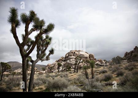 Joshua e rocce nel Joshua Tree National Park Foto Stock