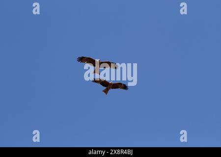 Due aquiloni fischianti che volano nel cielo Foto Stock