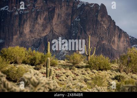 Saguaro Cactus nelle Superstition Mountains Foto Stock