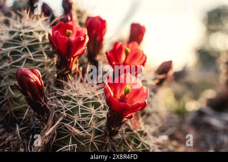 Primo piano del Red Flowering Cactus all'alba Foto Stock