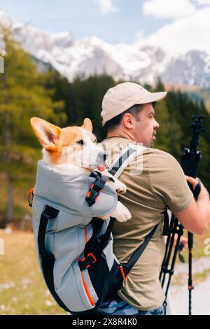 Escursioni in montagna per i cani corgi quando sono stanchi e caldi Foto Stock