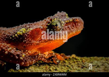 Rana Pearly Tree su sfondo nero Foto Stock