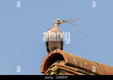 Un piccione di legno, Columba palumbus tiene un bastoncino in bocca pronto per l'uso come materiale di nidificazione, Sussex, Regno Unito Foto Stock