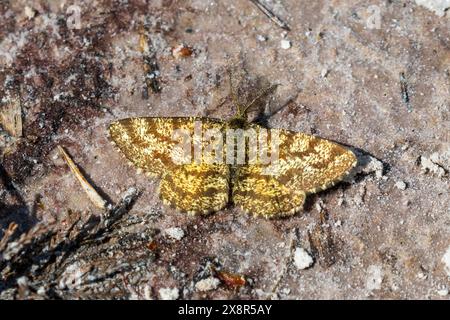 La falena comune di Heath, l'Ematurga atomaria, una delle tante falene volanti del giorno. Sussex, Regno Unito Foto Stock