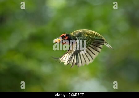 barbetto del fabbro che si nutre e congela Foto Stock