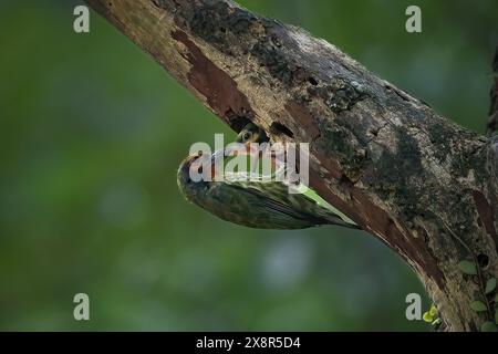 barbetto del fabbro che si nutre e congela Foto Stock